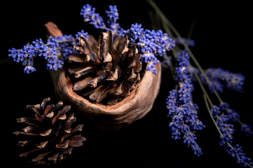 Black background plant flowering