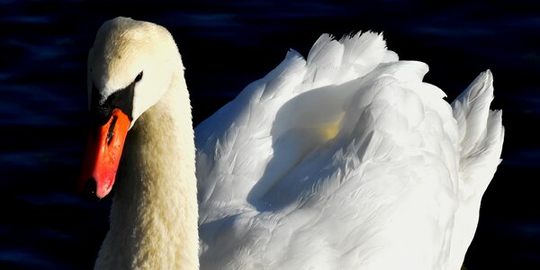 Animal schwimmvogel pride photo