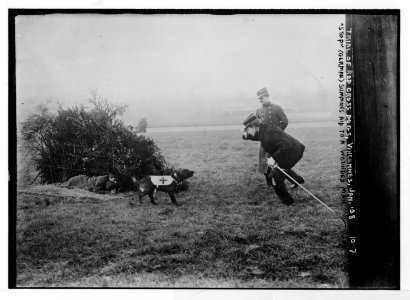 Stop - Red Cross dog summons aid to a wounded man, Vincennes LCCN2014680058