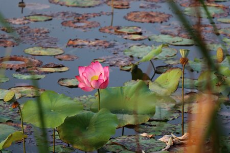 Lotus bloom Free photos