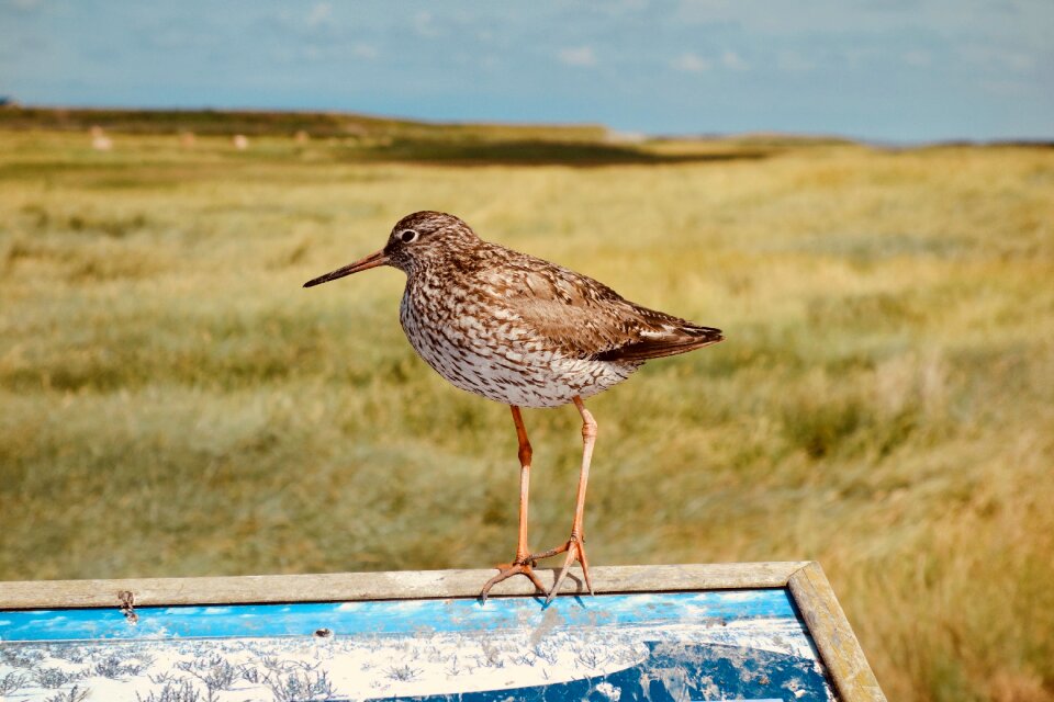 Nature animal world amrum