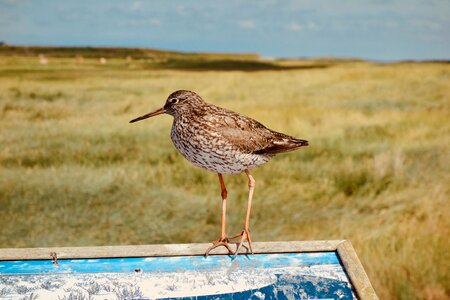 Nature animal world amrum