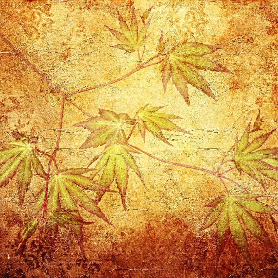 Maple maple leaves structure