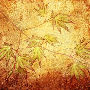 Maple maple leaves structure