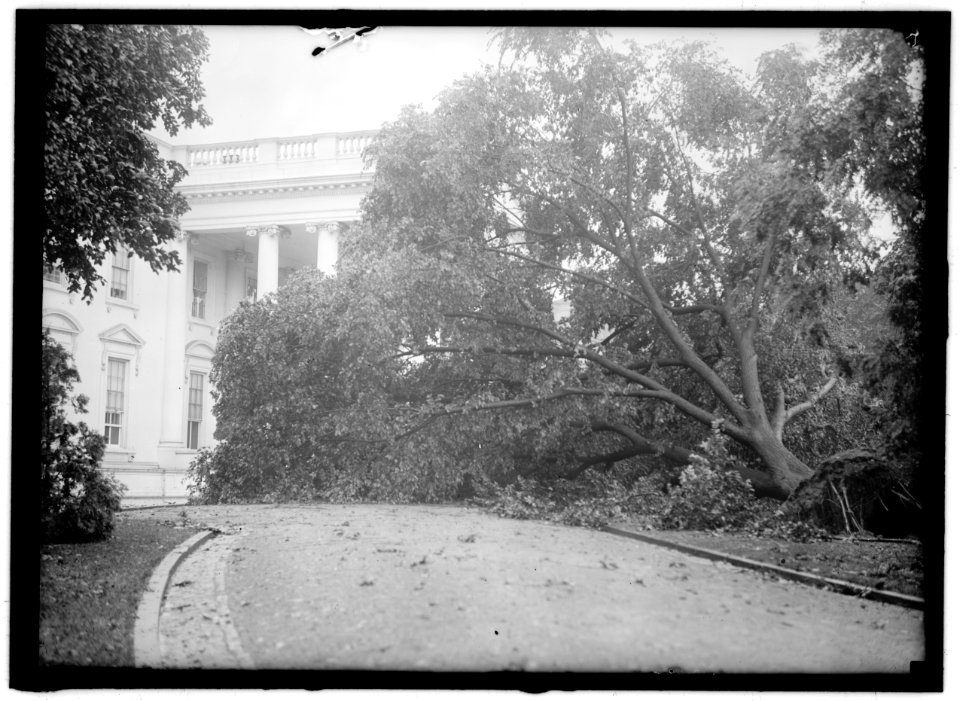 STORM DAMAGE. FALLEN TREE ON WHITE HOUSE NORTH DRIVE LOC hec.02998