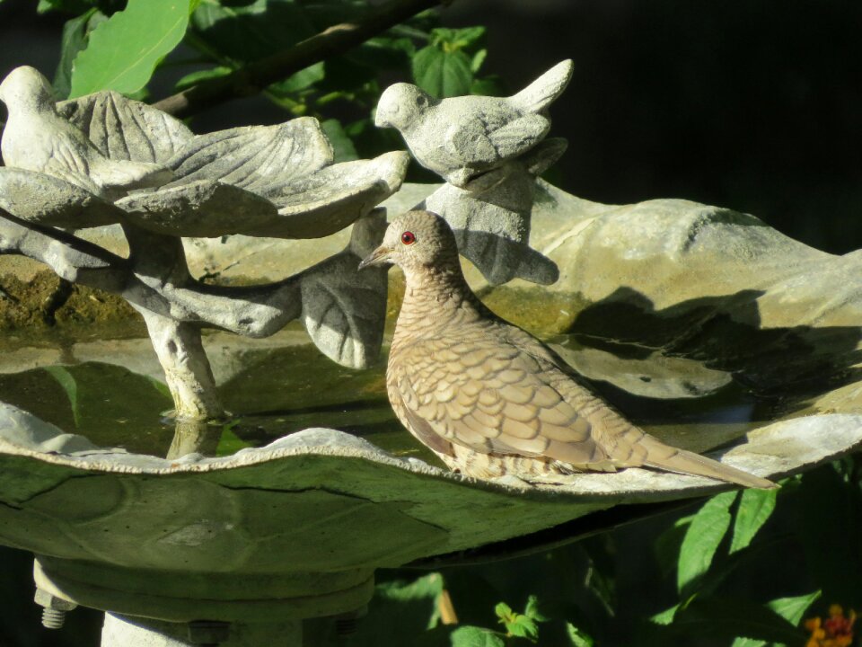 Close up birdbath wildlife