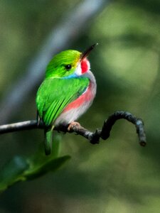 Cartacuba endemic bird photo