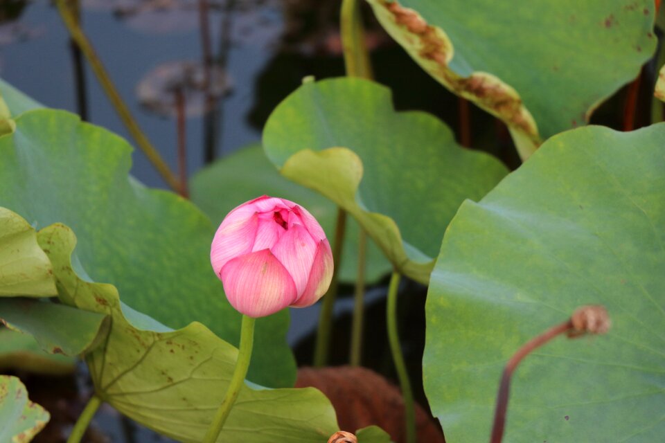 Lotus bloom Free photos