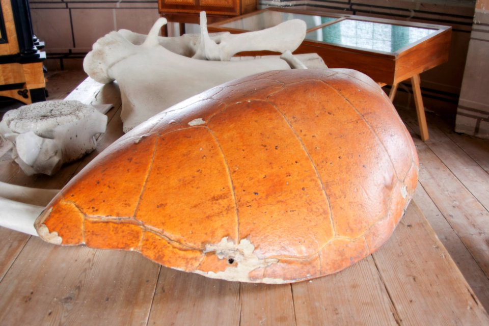 Stort sköldpaddsskal - Skoklosters slott - 95014