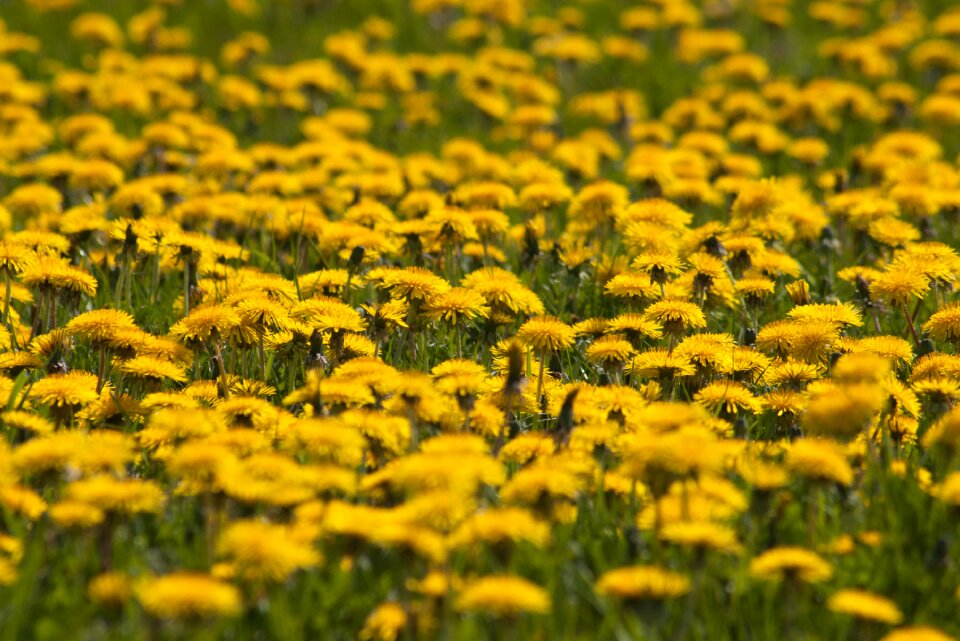 Flower flower field dandelion