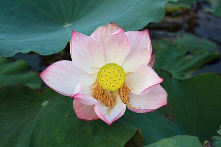 Lotus bloom Free photos