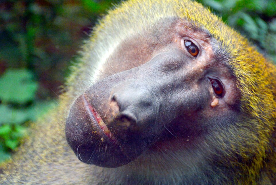 Baboon zoo animal