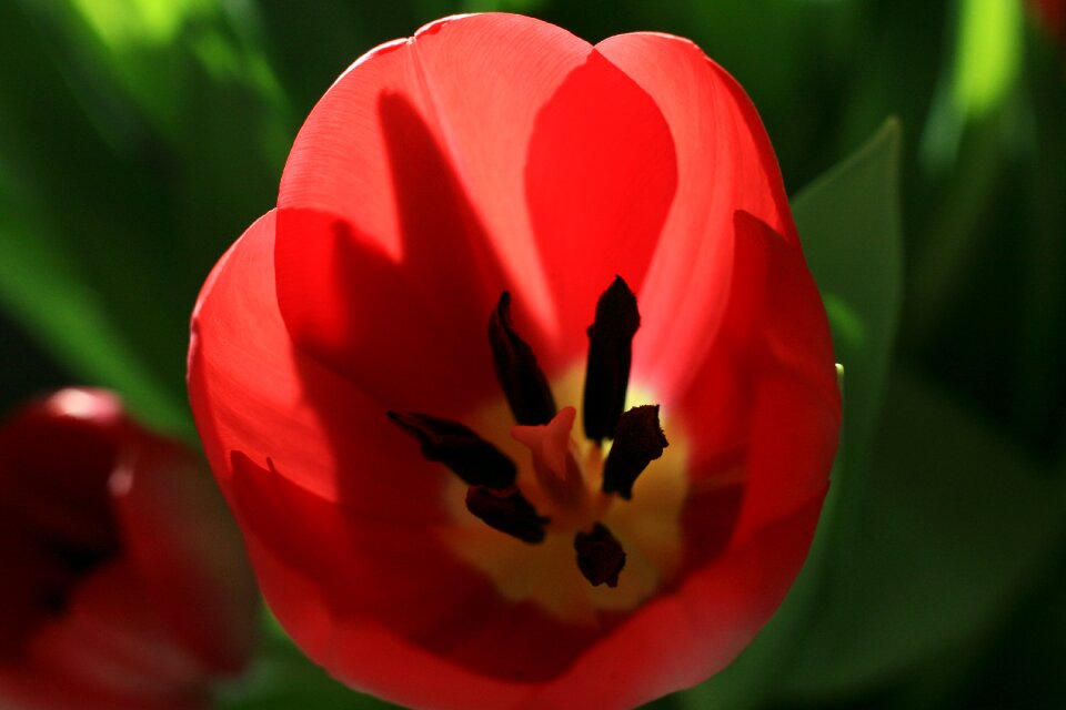 Plant garden floral