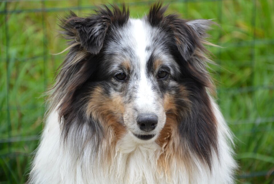 Color blue merle portrait black truffle