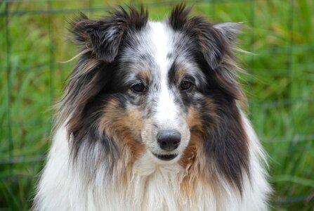 Color blue merle portrait black truffle