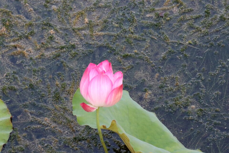 Lotus bloom Free photos