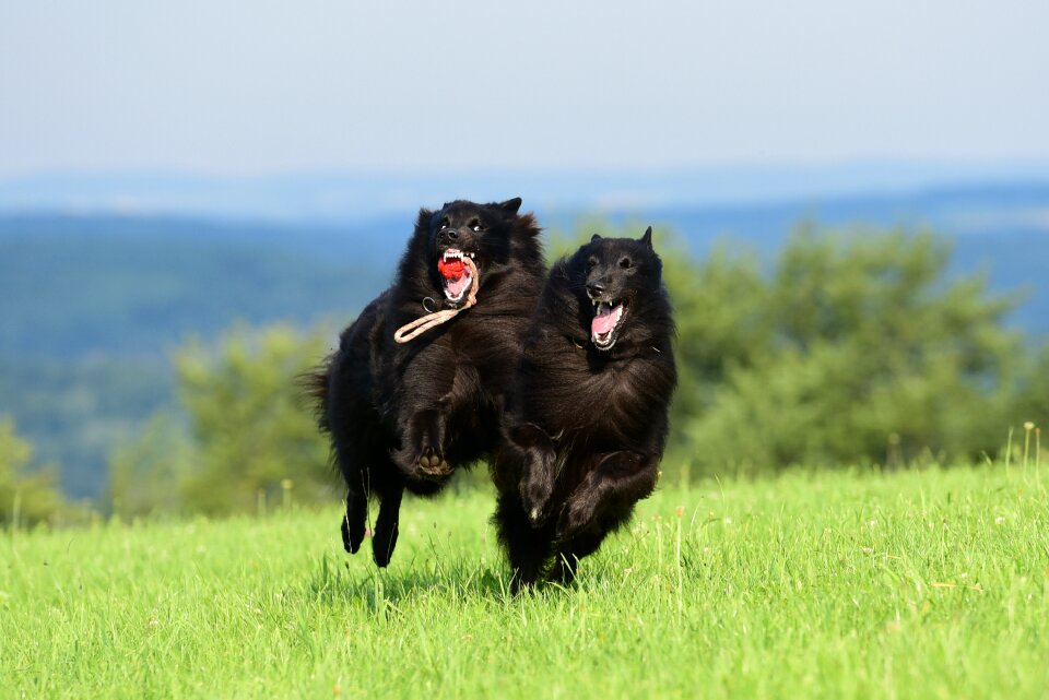 Play race playing dog
