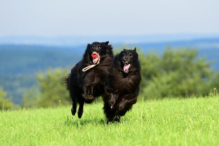 Play race playing dog