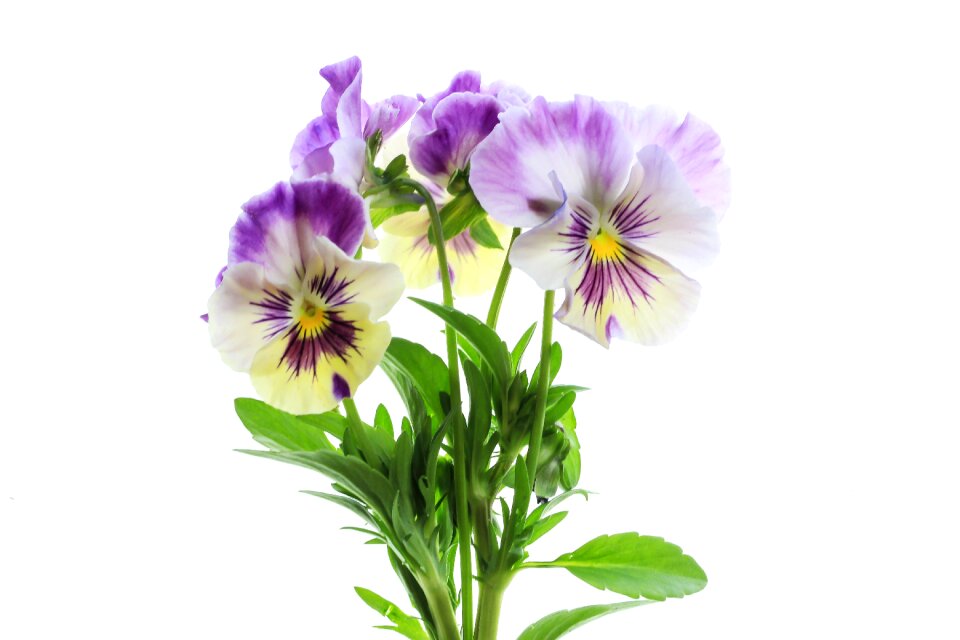 Floral blooming pansy