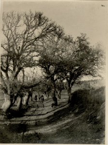 Strasse bei Boskoji. (BildID 15546794)