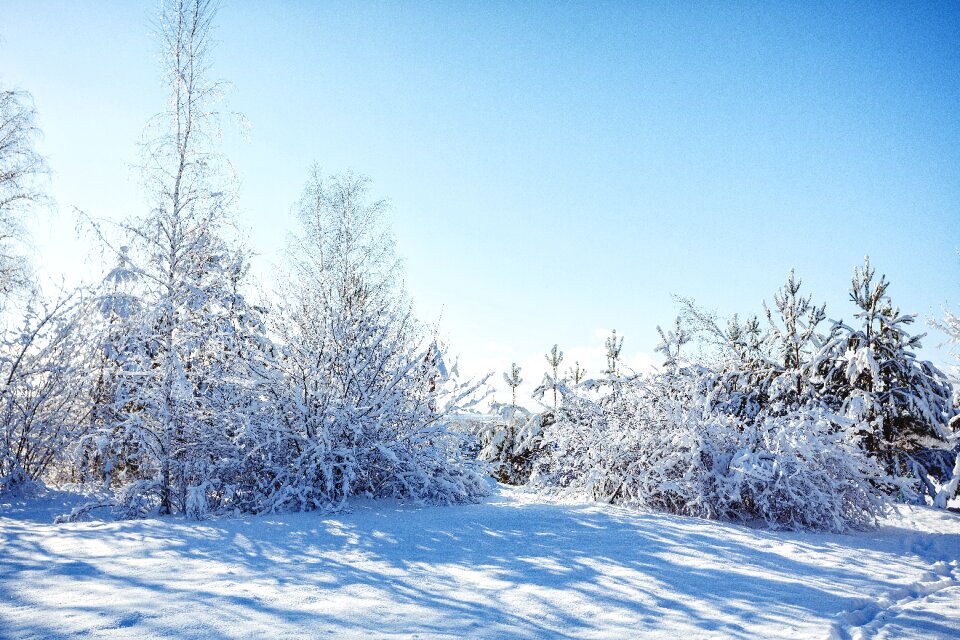 Coldly nature frost