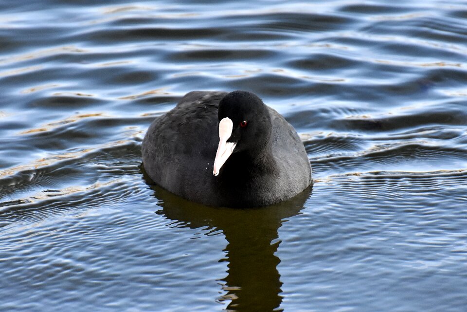 Animal world animal portrait water bird
