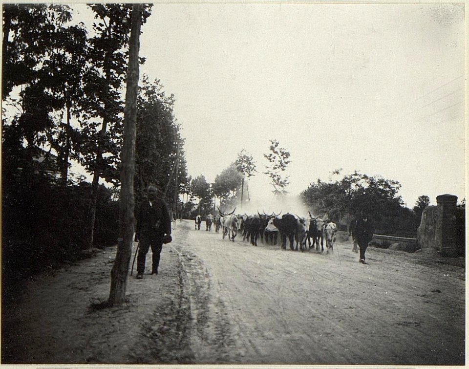 Strassenbild nach Conegliano. (BildID 15673262)