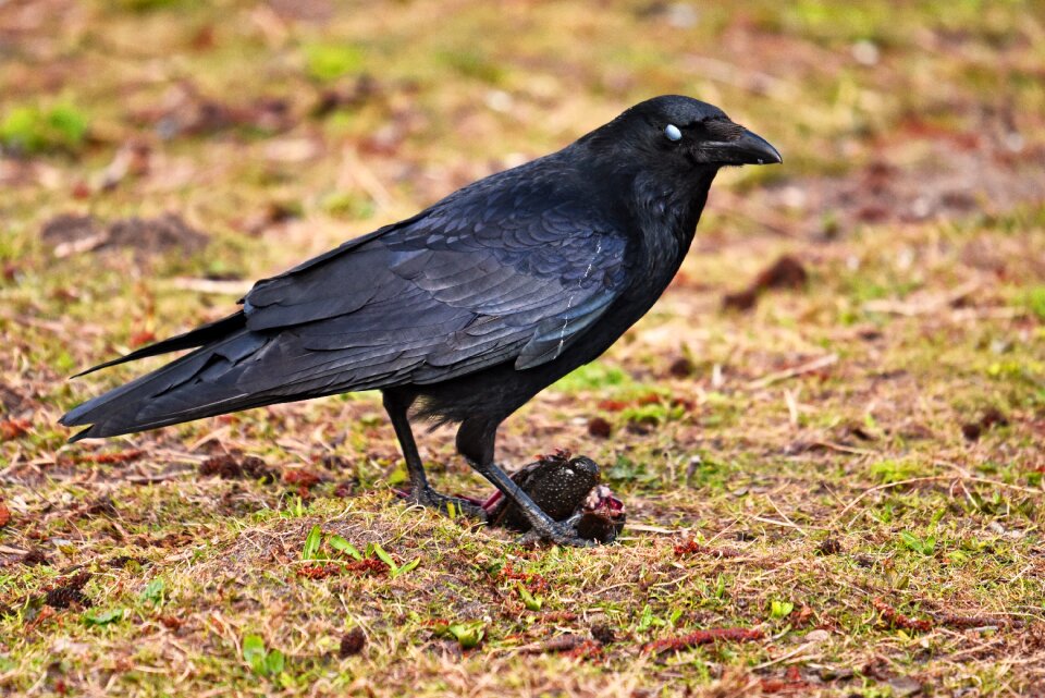 Corvus corvidae prey