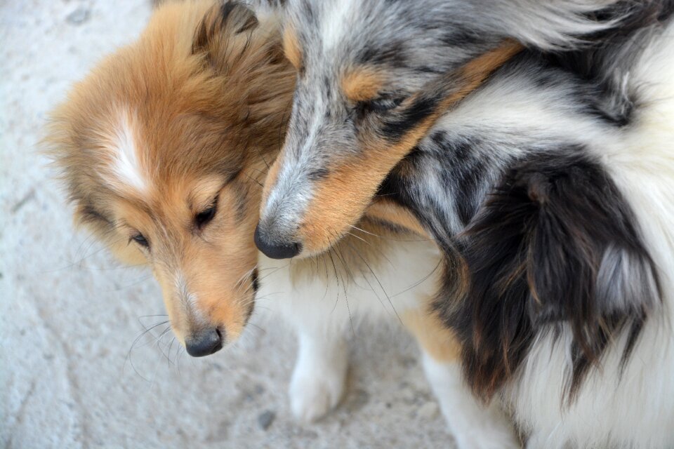 Berger shetland play