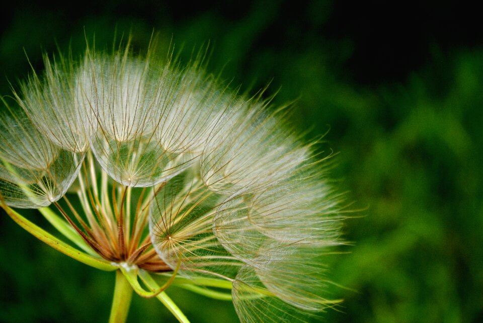 Grass flower outdoors