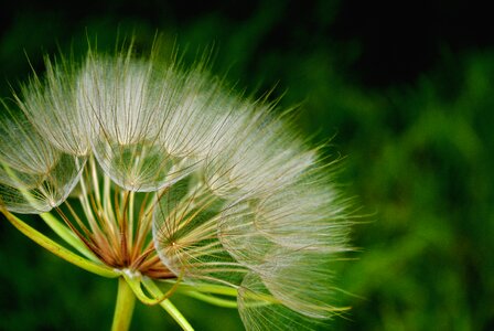 Grass flower outdoors