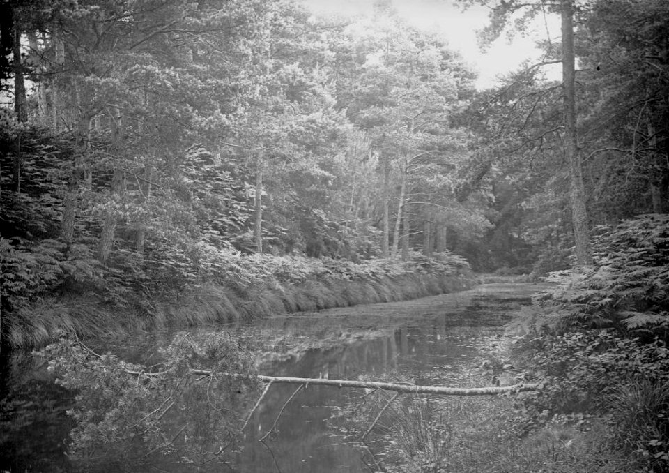 Stream & woodlands (4641754)