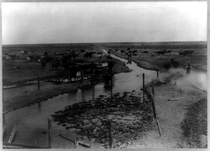 Stream from an artesian well in Kern County, California, and herd of cattle LCCN2006679268