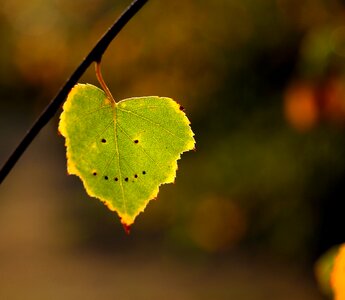 Autumn smile yellow