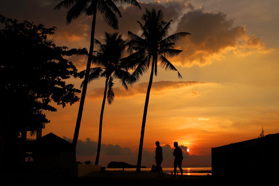 Island sunset palm trees