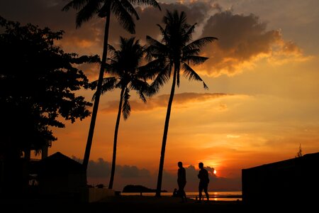 Island sunset palm trees photo