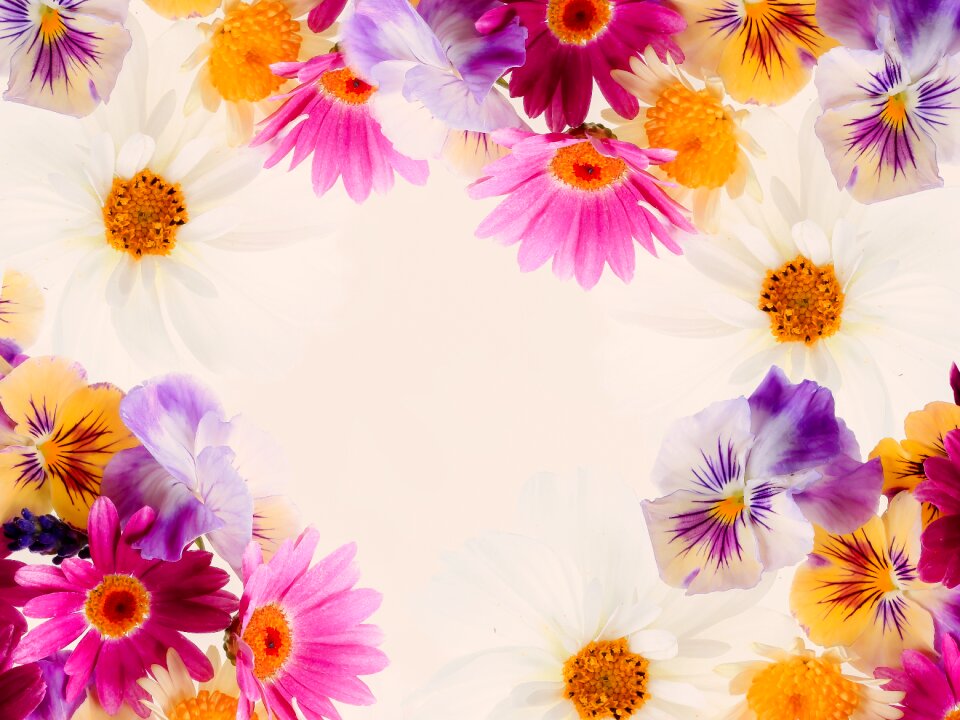 Petal nature bright