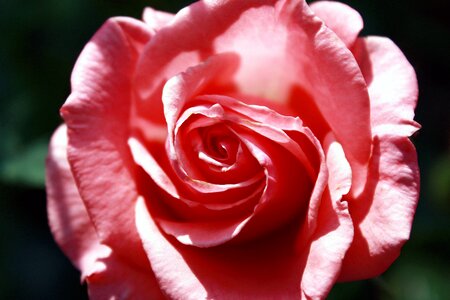 Rose bloom rose lachs pastellfarben photo