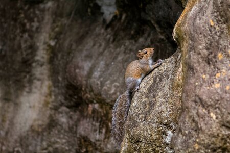 Mammal animal squirrel photo