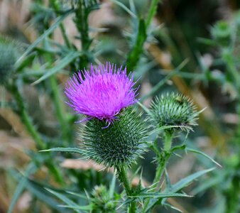 Violet pappus flower coronary