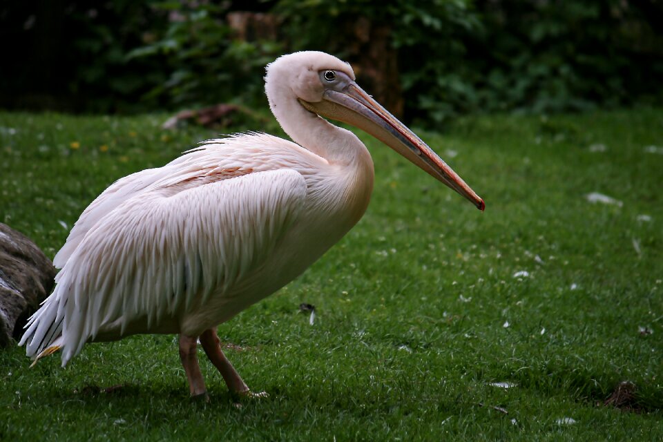 Bird pink pelican bird portrait