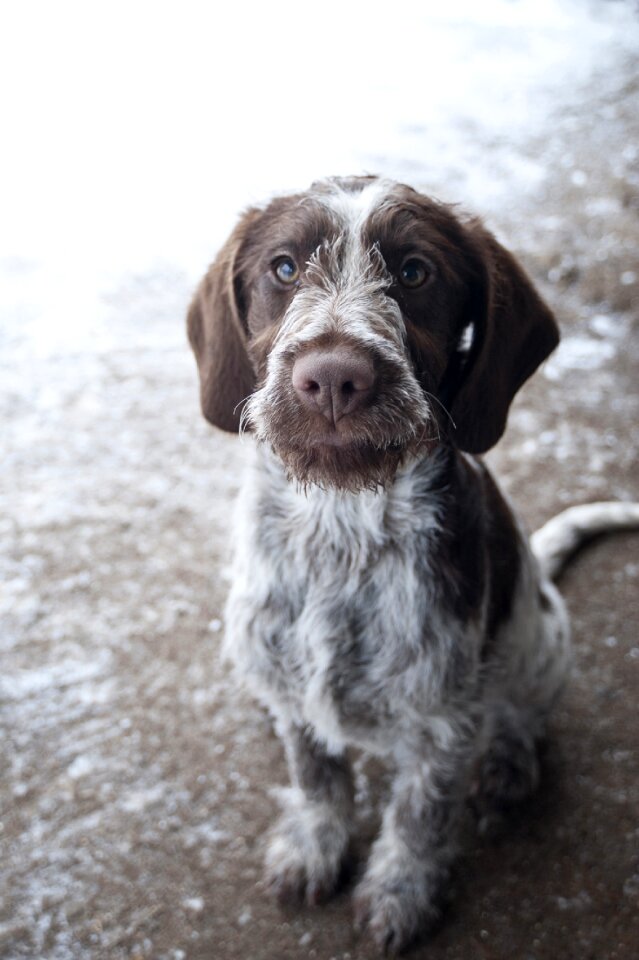 Dog hunting puppy