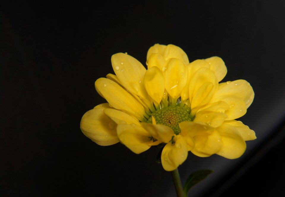 Natural flower yellow flowers