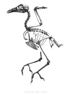 Streptocitta torquata 25