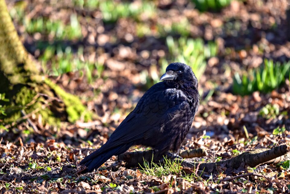Animal wildlife standing