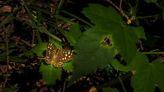 Insect edelfalter swallowtail butterflies photo