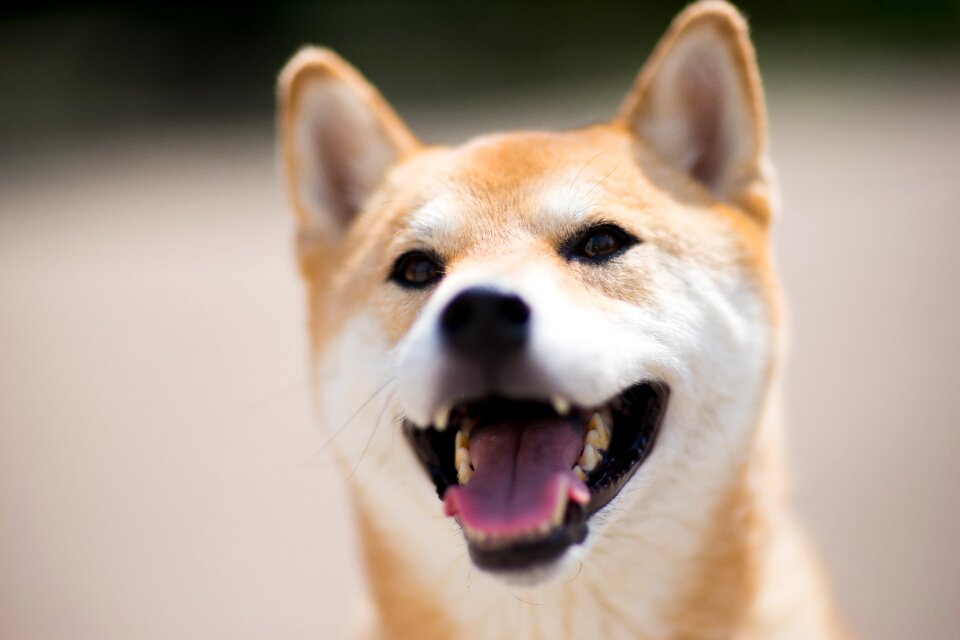 Cute pet animal