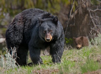 Animal wildlife nature