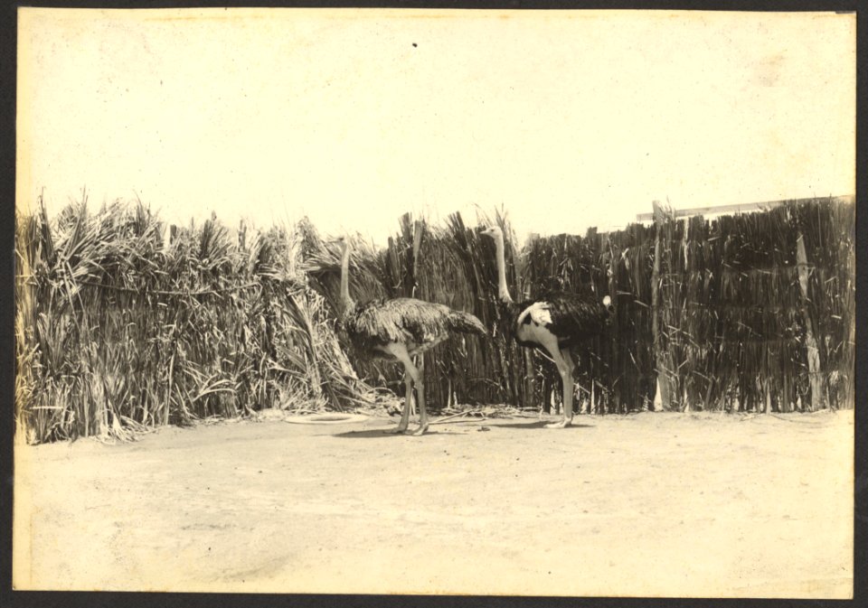 Struisvogelpark Albertina, Plantage Choloma, Montaña, Curaçao - BNA-DIG-HARTOG-ALBUM-CURACAO-016