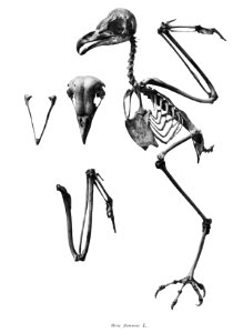 Strix flammea 125